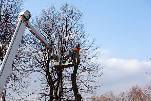 Best Tree Trimming and Pruning  in USA